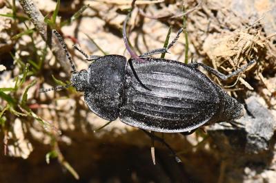 <i>Silpha carinata</i>