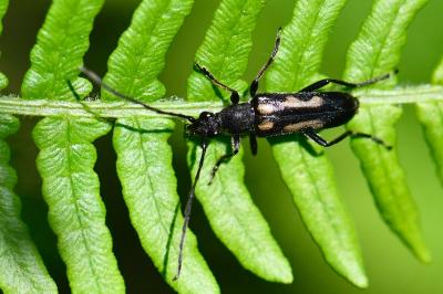 <i>Anoplodera sexguttata</i>
