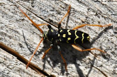 <i>Plagionotus arcuatus</i>