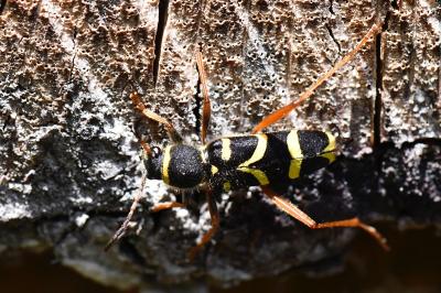 <i>Clytus arietis</i>