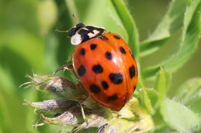 <i>Harmonia axyridis</i>