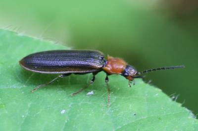 Denticollis linearis