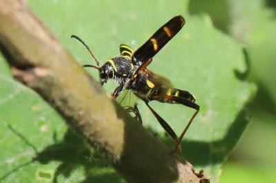 Clytus arietis