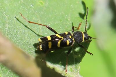 <i>Clytus arietis</i>