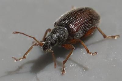 Phyllobius oblongus