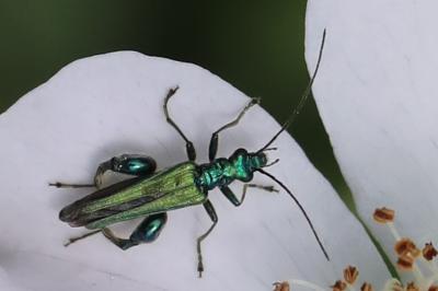 <i>Oedemera nobilis</i>