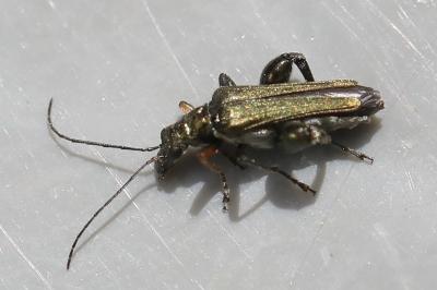 <i>Oedemera flavipes</i>