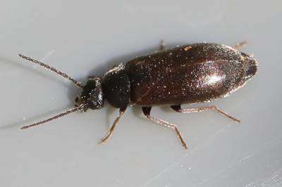 <i>Scraptia dubia</i>