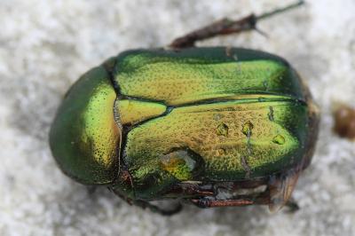 <i>Cetonia aurata</i>