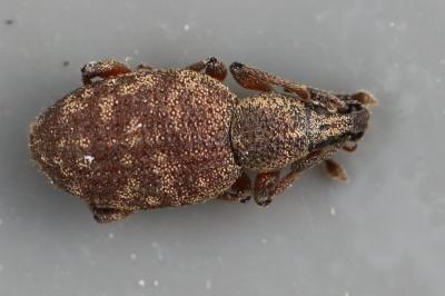 <i>Otiorhynchus veterator</i>