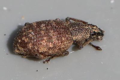 <i>Otiorhynchus veterator</i>
