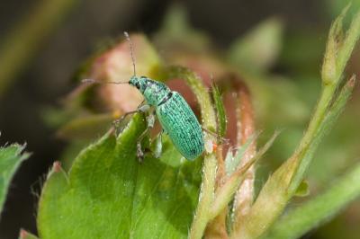 Polydrusus formosus