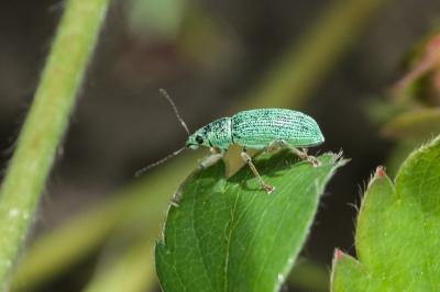 <i>Polydrusus formosus</i>