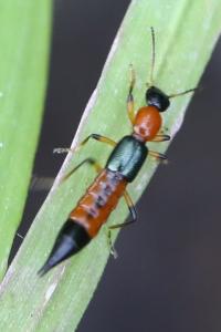 <i>Paederus</i>