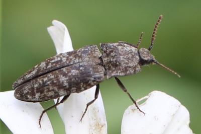 <i>Agrypnus murinus</i>