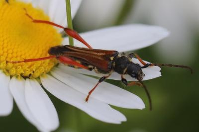 Stenopterus rufus