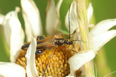 <i>Oedemera podagrariae</i>