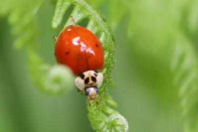 <i>Harmonia axyridis</i>