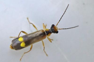 <i>Malthinus seriepunctatus</i>