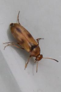 <i>Anaspis maculata</i>