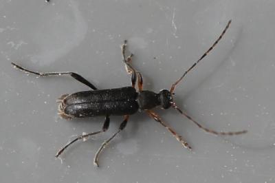 <i>Grammoptera ruficornis</i>