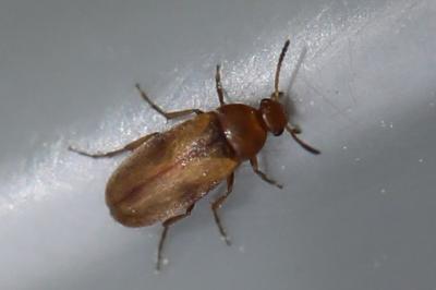 <i>Anaspis maculata</i>