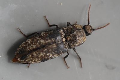 <i>Agrypnus murinus</i>