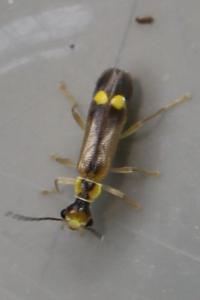 <i>Malthinus seriepunctatus</i>