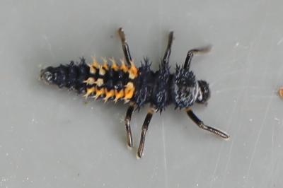 <i>Harmonia axyridis</i>