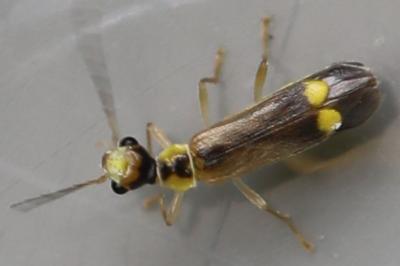 <i>Malthinus seriepunctatus</i>