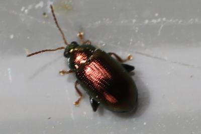 <i>Crepidodera aurea</i>