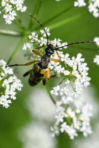 <i>Rutpela maculata</i>