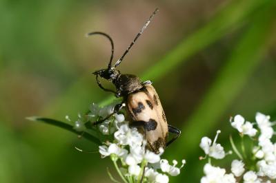 <i>Pachytodes cerambyciformis</i>