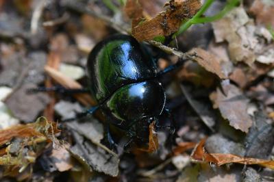 <i>Trypocopris pyrenaeus</i>