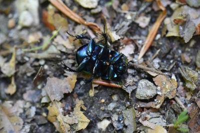 <i>Trypocopris pyrenaeus</i>