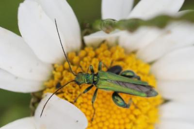 <i>Oedemera nobilis</i>