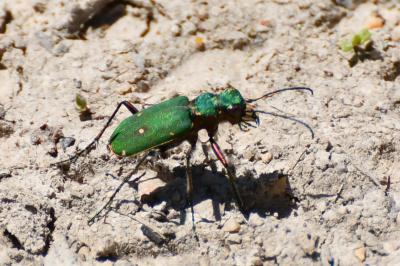 <i>Cicindela campestris</i>
