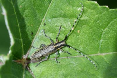 <i>Agapanthia villosoviridescens</i>