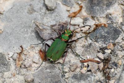 <i>Cicindela campestris</i>