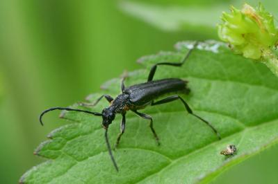 <i>Leptura aethiops</i>