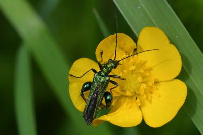 <i>Oedemera nobilis</i>