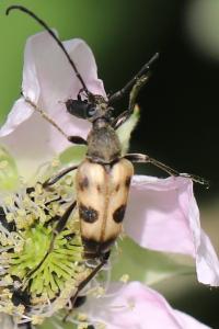 <i>Pachytodes cerambyciformis</i>