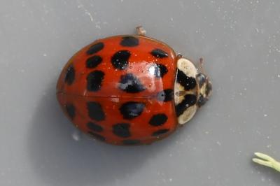 <i>Harmonia axyridis</i>