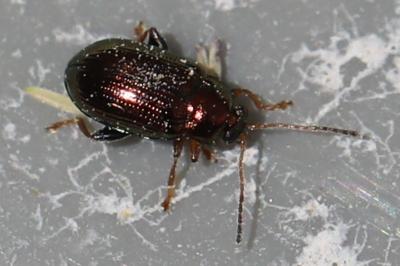 <i>Crepidodera aurea</i>