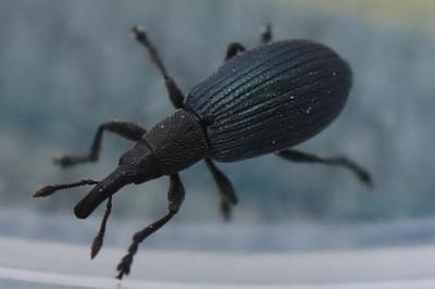 <i>Perapion violaceum</i>