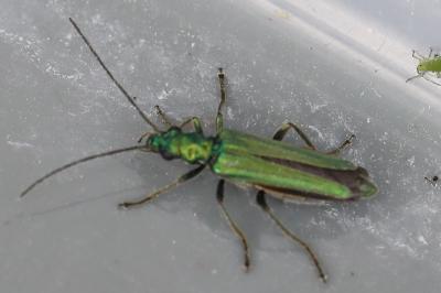 <i>Oedemera nobilis</i>