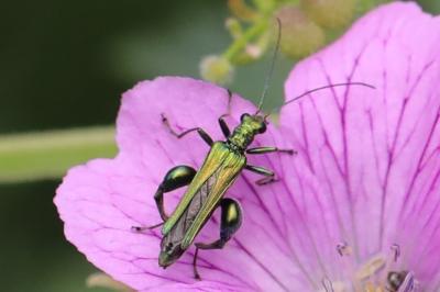 <i>Oedemera nobilis</i>