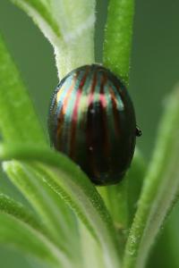 <i>Chrysolina americana</i>