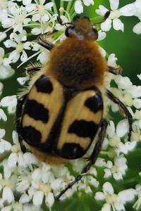 <i>Trichius gallicus</i>