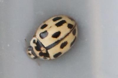 Coccinelle à damier
